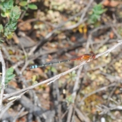 Xanthagrion erythroneurum at Stromlo, ACT - 29 Oct 2022 02:25 PM