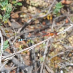 Xanthagrion erythroneurum at Stromlo, ACT - 29 Oct 2022