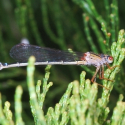 Xanthagrion erythroneurum (Red & Blue Damsel) at Block 402 - 2 Nov 2022 by Harrisi