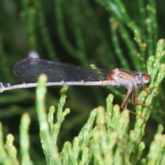 Xanthagrion erythroneurum (Red & Blue Damsel) at Bluetts Block Area - 2 Nov 2022 by Harrisi