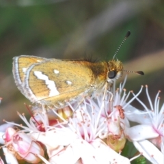 Taractrocera papyria (White-banded Grass-dart) at Sherwood Forest - 2 Nov 2022 by Harrisi