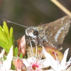 Taractrocera papyria at Coree, ACT - 2 Nov 2022