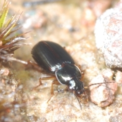 Harpalini sp. (tribe) (Harpaline carab beetle) at Coree, ACT - 2 Nov 2022 by Harrisi