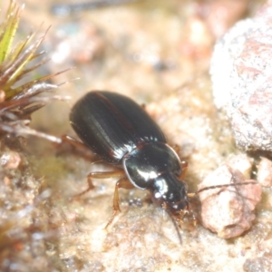 Harpalini sp. (tribe) at Coree, ACT - 2 Nov 2022 01:39 PM