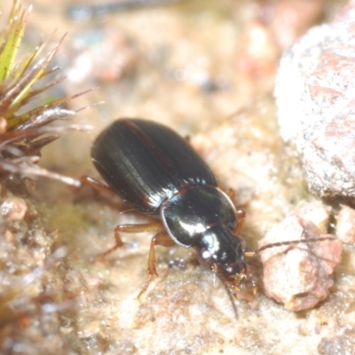 Harpalini sp. (tribe) (Harpaline carab beetle) at Coree, ACT - 2 Nov 2022 by Harrisi