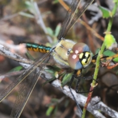 Hemicordulia tau (Tau Emerald) at Piney Ridge - 30 Oct 2022 by Harrisi