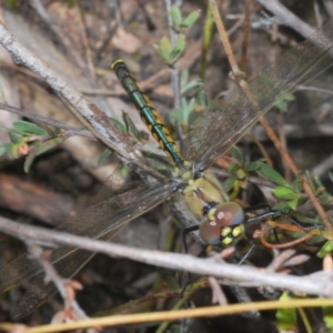 Hemicordulia tau at Stromlo, ACT - 30 Oct 2022