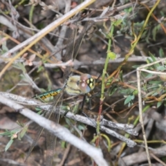 Hemicordulia tau at Stromlo, ACT - 30 Oct 2022 11:27 AM