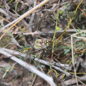 Hemicordulia tau at Stromlo, ACT - 30 Oct 2022 11:27 AM