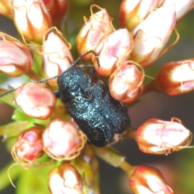 Aporocera (Aporocera) scabrosa (Leaf beetle) at Coree, ACT - 2 Nov 2022 by Harrisi