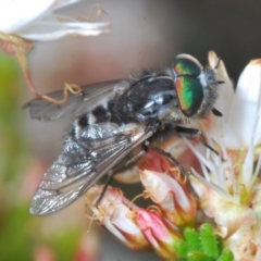 Dasybasis sp. (genus) (A march fly) at Sherwood Forest - 2 Nov 2022 by Harrisi