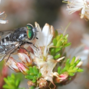 Dasybasis sp. (genus) at Coree, ACT - 2 Nov 2022