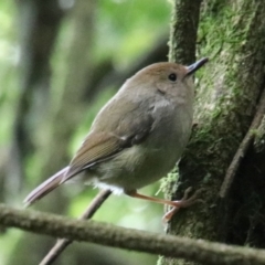 Sericornis magnirostra (Large-billed Scrubwren) at Wingecarribee Local Government Area - 26 Sep 2022 by JanHartog