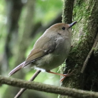 Sericornis magnirostra (Large-billed Scrubwren) at Robertson, NSW - 26 Sep 2022 by JanHartog