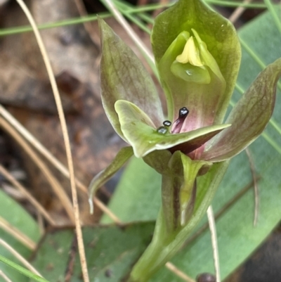 Chiloglottis valida (Large Bird Orchid) at Cotter River, ACT - 2 Nov 2022 by Rebeccaryanactgov