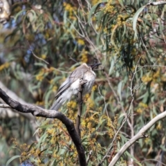 Philemon corniculatus (Noisy Friarbird) at Mount Majura - 3 Nov 2022 by MarkT