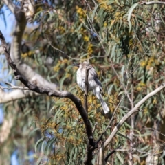 Philemon corniculatus at Hackett, ACT - suppressed