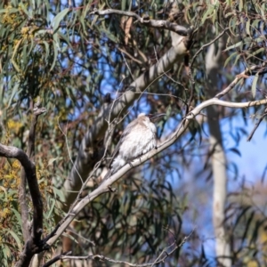 Philemon corniculatus at Hackett, ACT - suppressed