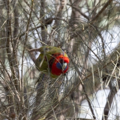 Platycercus elegans (Crimson Rosella) at Hackett, ACT - 1 Nov 2022 by MarkT