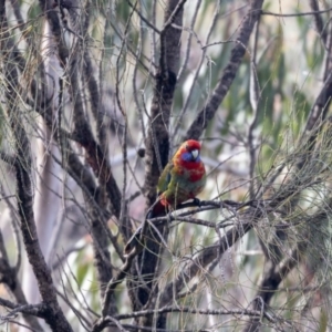 Platycercus elegans at Hackett, ACT - suppressed