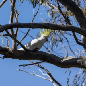 Cacatua galerita at Hackett, ACT - suppressed