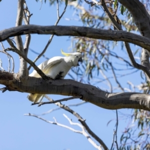 Cacatua galerita at Hackett, ACT - suppressed