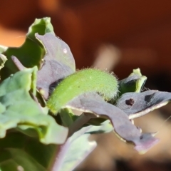 Pieris rapae at Isaacs, ACT - 4 Nov 2022