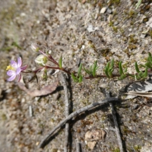 Spergularia rubra at Mongarlowe, NSW - 19 Oct 2022