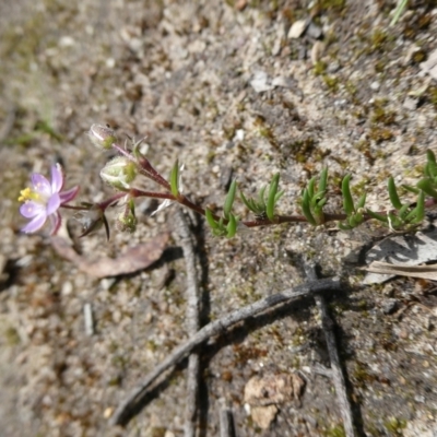 Spergularia rubra (Sandspurrey) at Mongarlowe River - 19 Oct 2022 by arjay