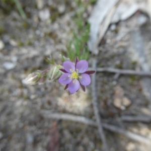 Spergularia rubra at Mongarlowe, NSW - 19 Oct 2022