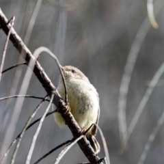 Acanthiza reguloides (Buff-rumped Thornbill) at Mount Majura - 1 Nov 2022 by MarkT