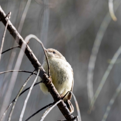 Acanthiza reguloides (Buff-rumped Thornbill) at Hackett, ACT - 2 Nov 2022 by MarkT