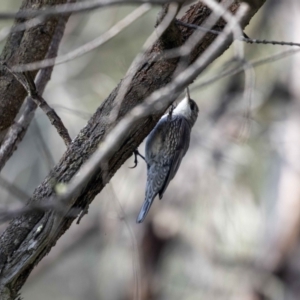 Cormobates leucophaea at Hackett, ACT - 2 Nov 2022