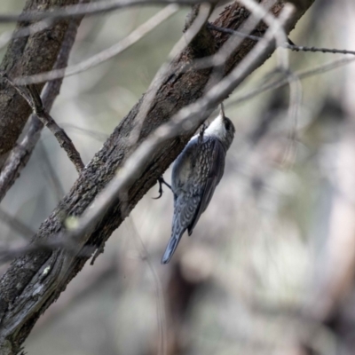 Cormobates leucophaea (White-throated Treecreeper) at Hackett, ACT - 2 Nov 2022 by MarkT