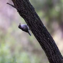 Cormobates leucophaea at Hackett, ACT - 2 Nov 2022