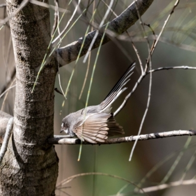 Rhipidura albiscapa (Grey Fantail) at Mount Majura - 1 Nov 2022 by MarkT