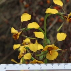 Diuris pardina (Leopard Doubletail) at Sutton, NSW - 22 Oct 2022 by AndyRoo