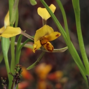 Diuris pardina at Sutton, NSW - suppressed