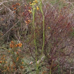 Diuris pardina at Sutton, NSW - suppressed