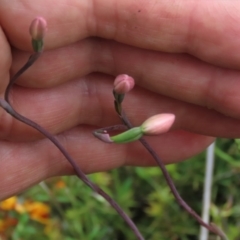 Thelymitra carnea (Tiny Sun Orchid) at Sutton, NSW - 22 Oct 2022 by AndyRoo