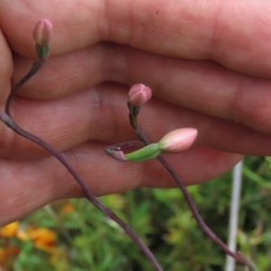 Thelymitra carnea at Sutton, NSW - 22 Oct 2022