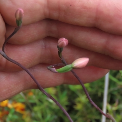 Thelymitra carnea (Tiny Sun Orchid) at Sutton, NSW - 22 Oct 2022 by AndyRoo