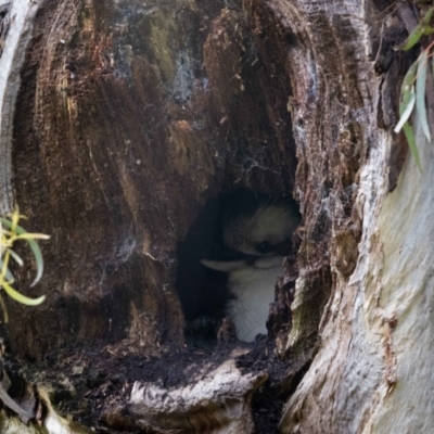 Dacelo novaeguineae (Laughing Kookaburra) at Hackett, ACT - 1 Nov 2022 by MarkT