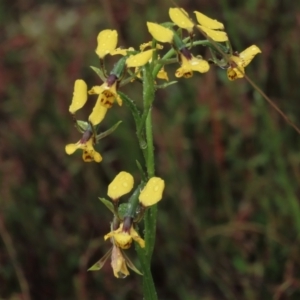 Diuris nigromontana at Sutton, NSW - suppressed