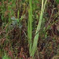 Diuris nigromontana at Sutton, NSW - suppressed