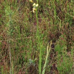 Diuris nigromontana at Sutton, NSW - suppressed