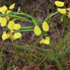 Diuris nigromontana at Sutton, NSW - suppressed