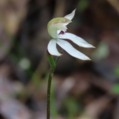 Caladenia moschata (Musky Caps) at Sutton, NSW - 22 Oct 2022 by AndyRoo