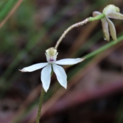 Caladenia moschata at Sutton, NSW - suppressed