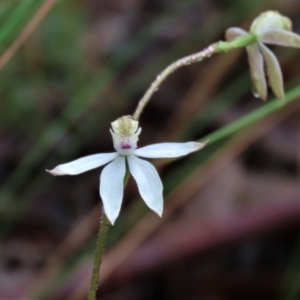 Caladenia moschata at Sutton, NSW - suppressed